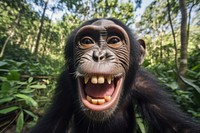 Happy smiling chimpanzee wildlife mammal animal. AI generated Image by rawpixel.