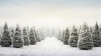 Christmas tree farm christmas outdoors woodland. AI generated Image by rawpixel.