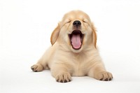 Yawning Golden Retriever puppy retriever mammal animal. AI generated Image by rawpixel.