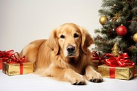 Dog lying near christmas tree retriever mammal animal. 