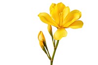 Yellow freesia flower blossom petal. AI generated Image by rawpixel.