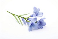 Blue freesia flower blossom petal. AI generated Image by rawpixel.