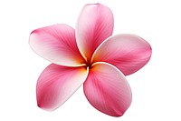 Pink frangipani flower petal plant. AI generated Image by rawpixel.