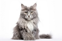 Gray Scarred long hair cat mammal animal pet. AI generated Image by rawpixel.