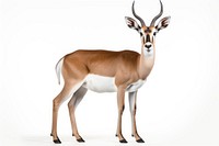 Impala wildlife animal mammal. AI generated Image by rawpixel.
