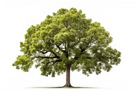 Nature tree plant white background. AI generated Image by rawpixel.