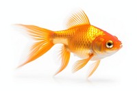 Gold fish goldfish animal white background. AI generated Image by rawpixel.