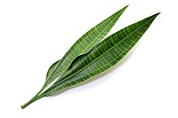 Leaf plant snake white background. AI generated Image by rawpixel.