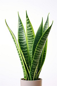 Leaf plant xanthorrhoeaceae white background. AI generated Image by rawpixel.