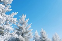 Snow On Pine Trees tree snow sky. AI generated Image by rawpixel.