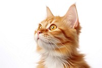 Orange cat mammal animal pet. AI generated Image by rawpixel.