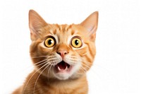 Surprised orange cat mammal animal kitten. AI generated Image by rawpixel.