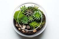 A terrarium nature plant houseplant. AI generated Image by rawpixel.