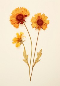 Real Pressed a single Blanket Flowers flower sunflower petal. AI generated Image by rawpixel.