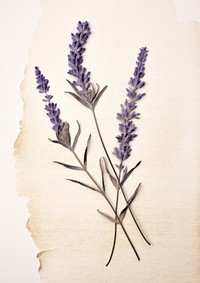 Real Pressed a single lavender flower plant paper. AI generated Image by rawpixel.