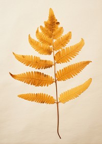 Real Pressed a single autumn colorful Polypodium plant leaf fern. AI generated Image by rawpixel.