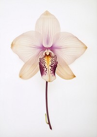 Real Pressed a single orchid flower petal plant. AI generated Image by rawpixel.
