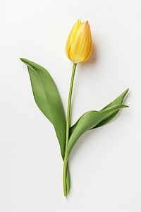 Tulip flower yellow plant. AI generated Image by rawpixel.