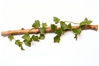Plant leaf wood ivy. AI generated Image by rawpixel.