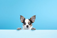 Dog dog chihuahua animal. AI generated Image by rawpixel.