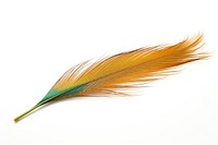 Peacock feather bird leaf white background. AI generated Image by rawpixel.