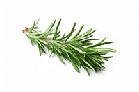 Rosemary herb herbs plant fir. AI generated Image by rawpixel.