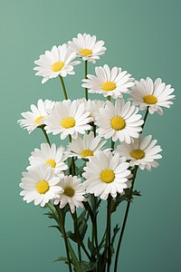 White daisy flower petal plant green. 