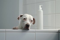 White shampoo bottle dog bathroom bathtub. AI generated Image by rawpixel.