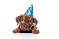 Puppy mammal animal party. AI generated Image by rawpixel.
