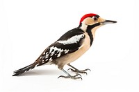 Woodpecker animal bird beak. AI generated Image by rawpixel.