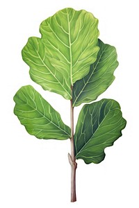 Fiddle fig leaf, plant illustration, design resource