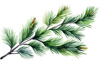 Pine branch tree pine plant. AI generated Image by rawpixel.