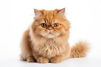 Persian cat mammal animal kitten. AI generated Image by rawpixel.
