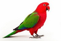 Eclectus parrot animal bird white background. 