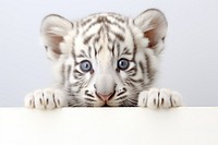White Bengal Tiger tiger wildlife peeking. AI generated Image by rawpixel.