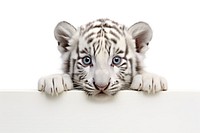 White Bengal Tiger tiger wildlife peeking. AI generated Image by rawpixel.