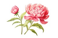 Flower vintage Peony drawing. AI generated Image by rawpixel.