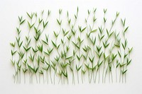 Grass backgrounds plant white background. AI generated Image by rawpixel.