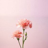 Carnation flower petal plant. AI generated Image by rawpixel.