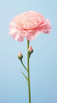 Carnation flower blossom plant rose. AI generated Image by rawpixel.