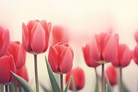 Red tulips flower outdoors blossom. AI generated Image by rawpixel.
