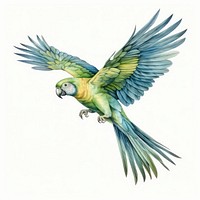 Parot flying drawing parrot animal. 