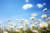 Camomille field sky backgrounds landscape. 