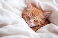 Little red kitten sleeps blanket sleeping mammal. AI generated Image by rawpixel.