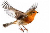 PNG Robin bird animal flying white background. 