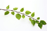 Beech leaves tree branch plant. 