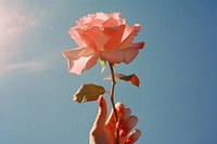 Rose outdoors blossom flower. AI generated Image by rawpixel.