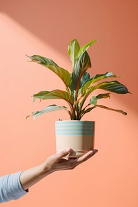 Hand holding plant pot leaf houseplant flowerpot. 