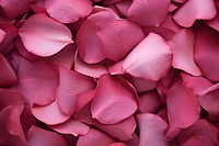 Rose petals texture flower plant backgrounds. AI generated Image by rawpixel.