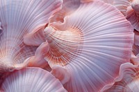 Sea shell texture macro photography invertebrate backgrounds. AI generated Image by rawpixel.